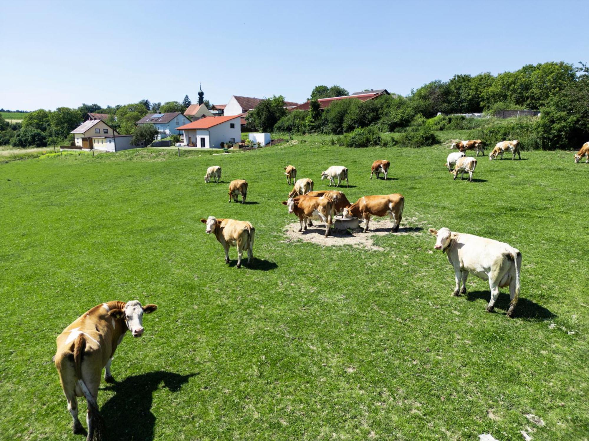 Wo Sich Kuh, Fuchs Und Hase Gute Nacht Sagen Apartman Wolfsegg Kültér fotó